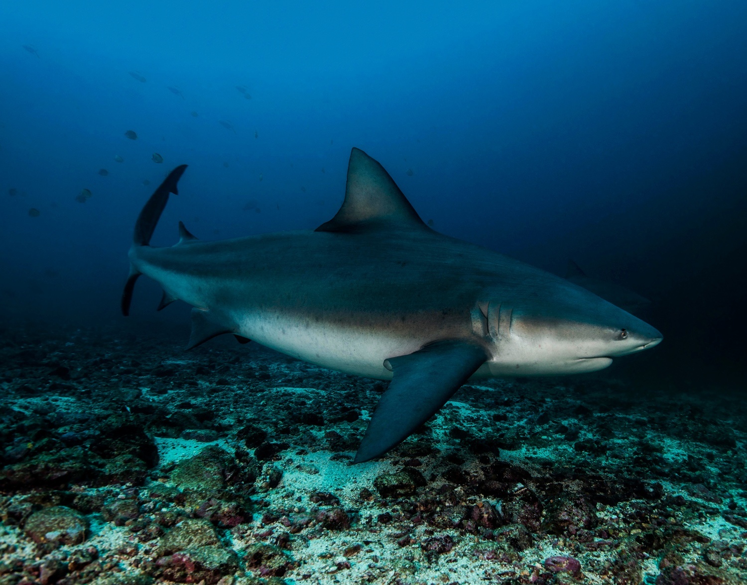 Guanacaste Misión Tiburón